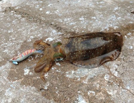 今年はアオリイカが多いのか少ないのか